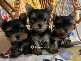 Cachorros Yorkshire Terrier miniatura gr