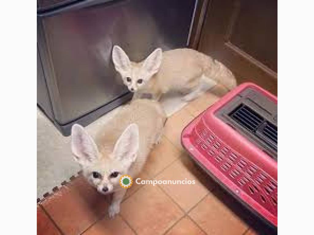 Cachorros zorro fennec bien domesticados en A Coruña