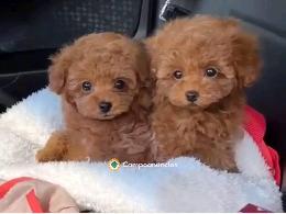 Cachorwhatsaros de Caniche para adopción