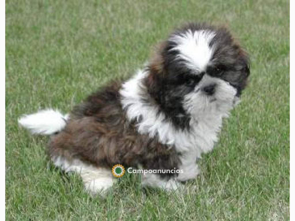 camada de perros shih-tzu en Ourense