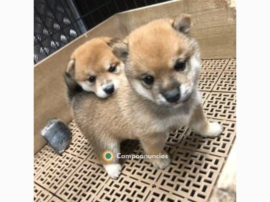  CAMADA DE SHIBA INU en Tenerife