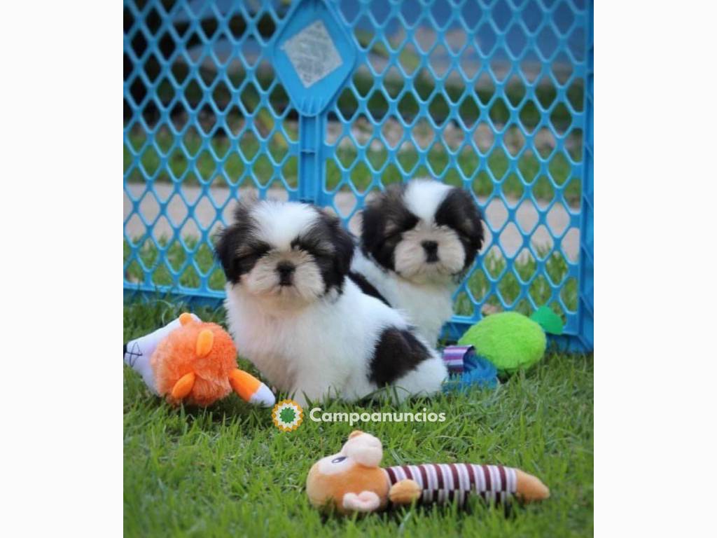 Camada de Shih tzu machos y hembras en Tenerife