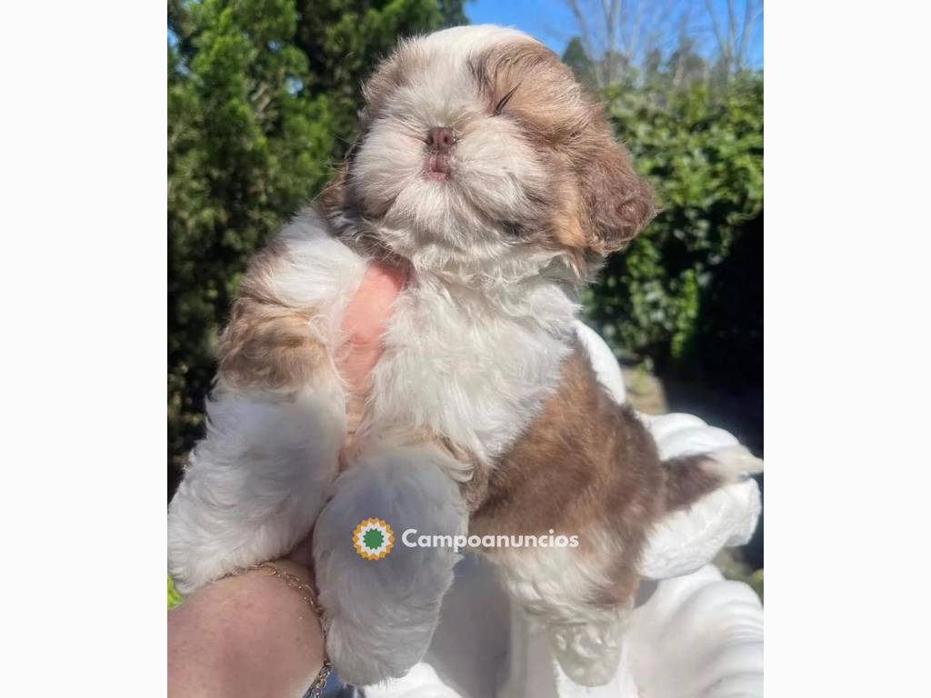 Camada de Shih tzu machos y hembras en Ourense