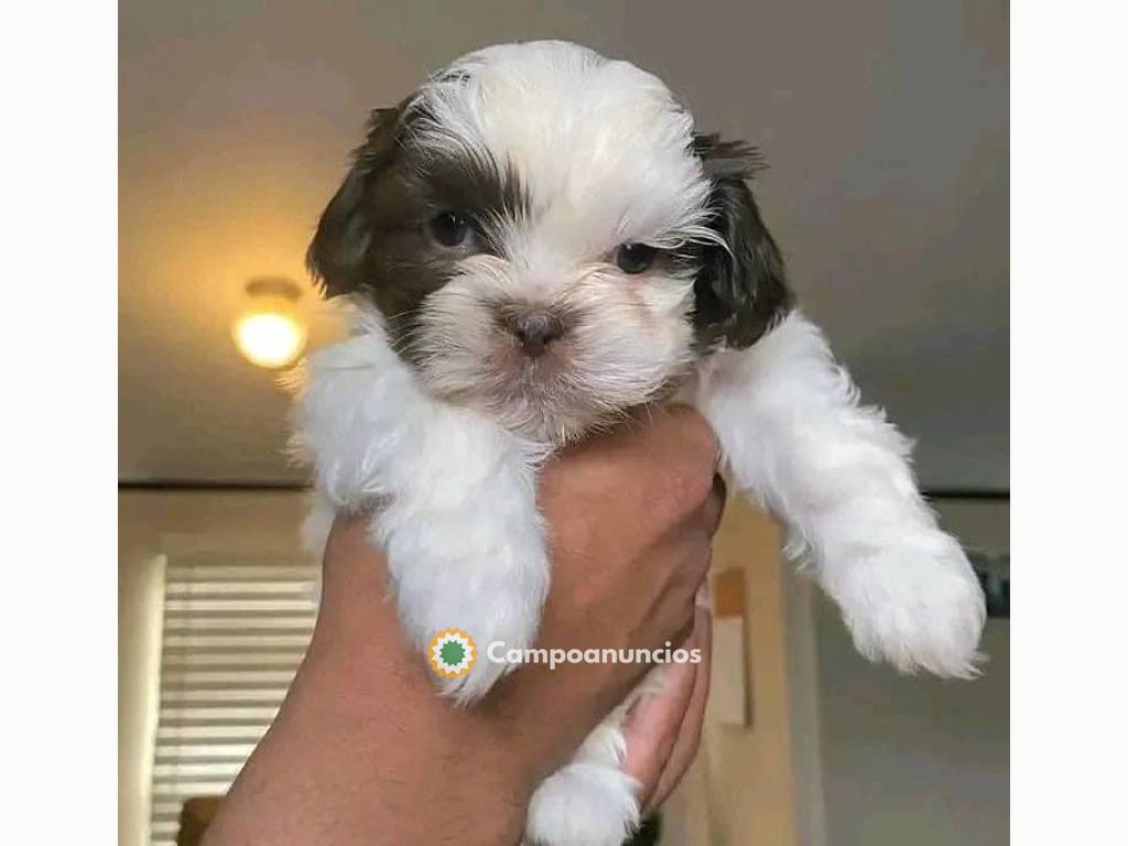 Camada de Shih tzu machos y hembras en Tenerife