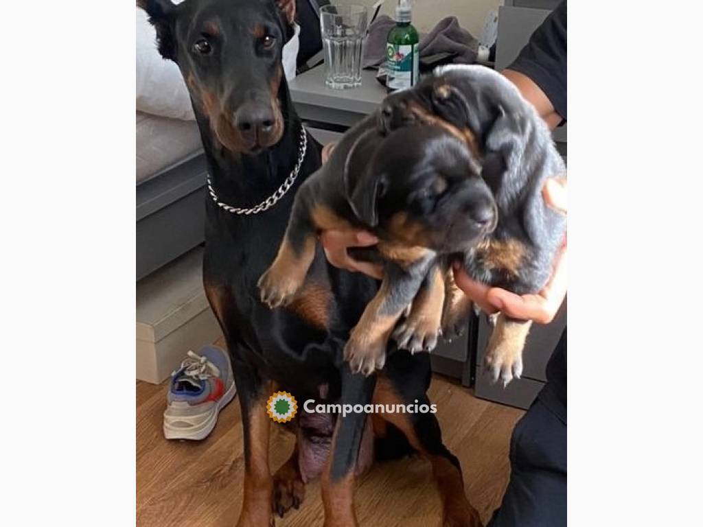 CAMADA DOBERMANN PARA ADOPCION en Huesca