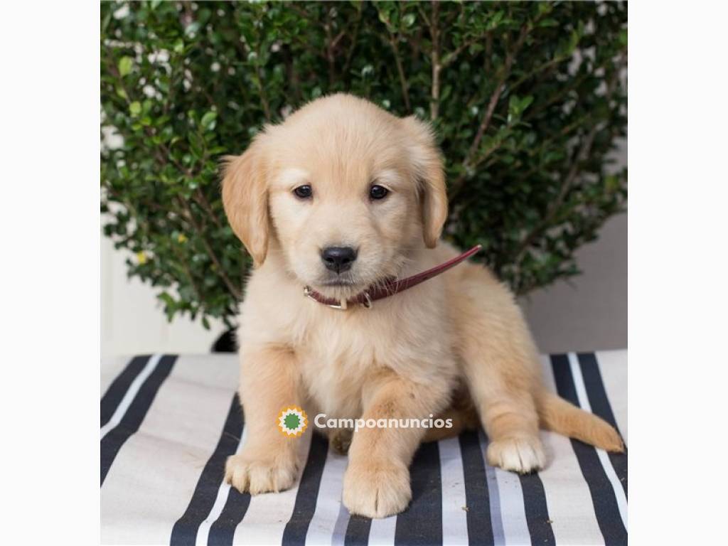 Camadad cachorros de Golden Retriever en Tenerife