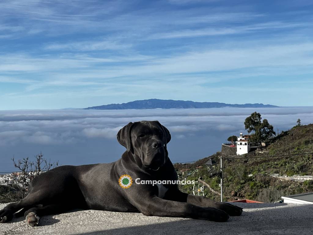 cane corso en Tenerife