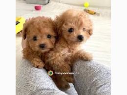 CANICHE CACHORROS EN ADOPCION