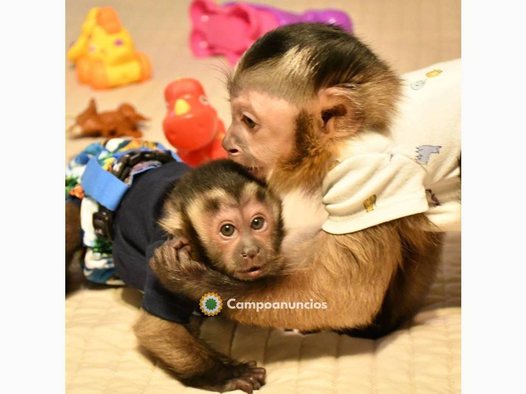 Capuchinos en Barcelona