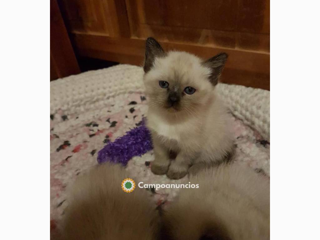 cariñosos gatitos siameses en adopcion 1 en Toledo