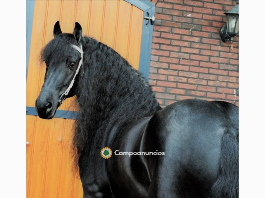 Castrado frisón en A Coruña