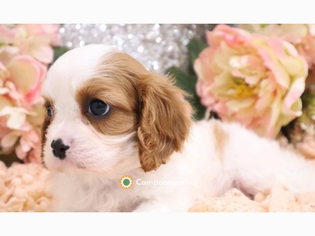 Cavalier King Charles Spaniel. en Huesca