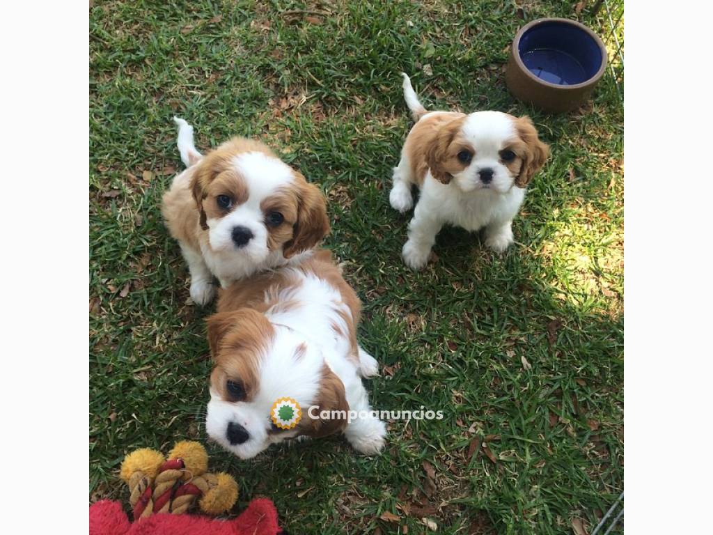 Cavalier King Charles Spaniel Cachorros, en Toledo