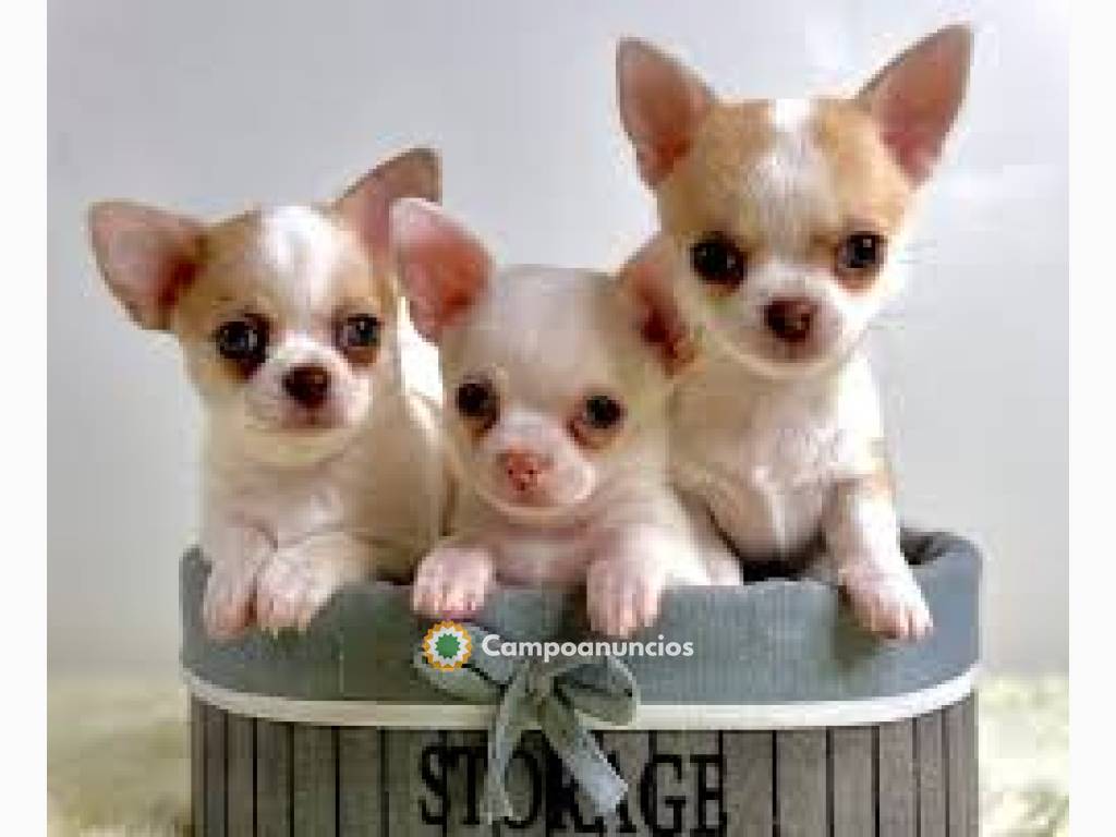 Chihuahua Cachorros Disponible  en Tenerife