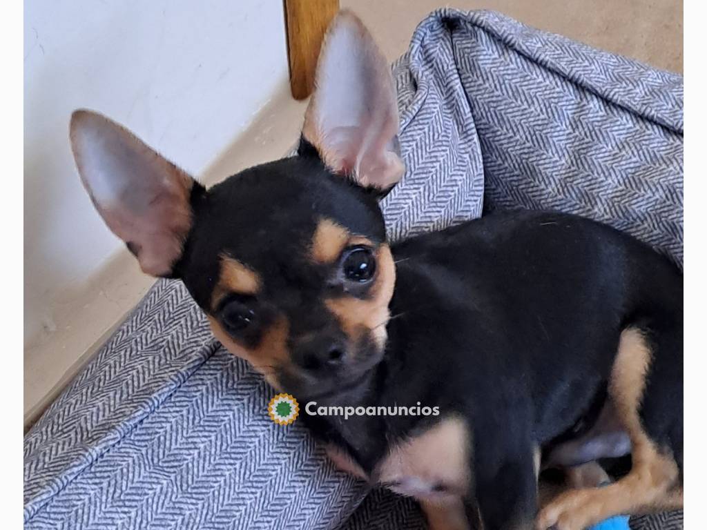 Chihuahua mini precioso en Jaén