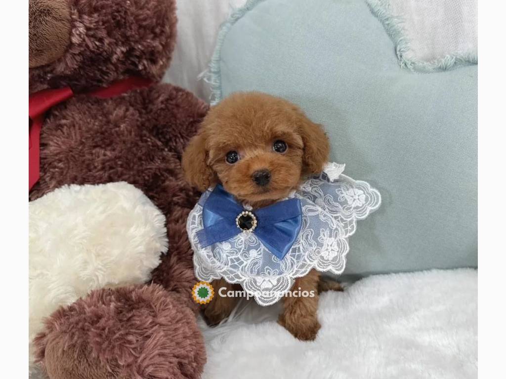 COMPRAR cachorros de pomerania en Valencia