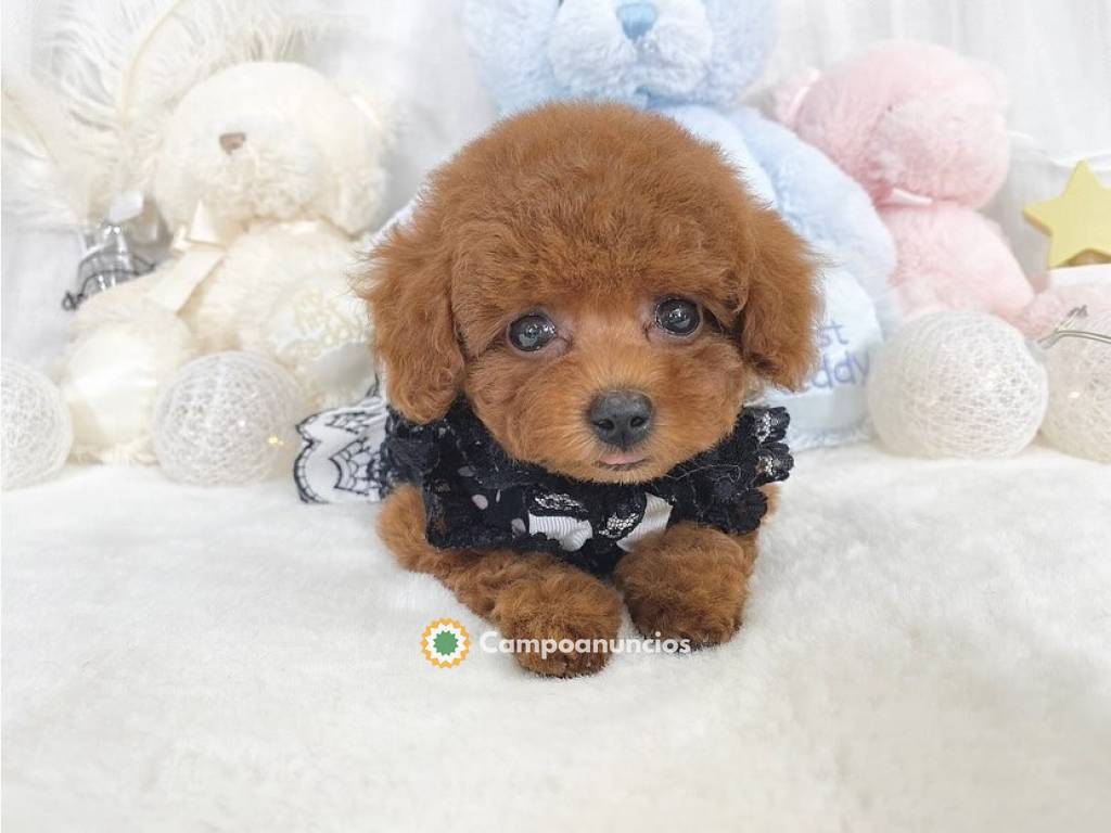 COMPRAR cachorros de pomerania en Valencia