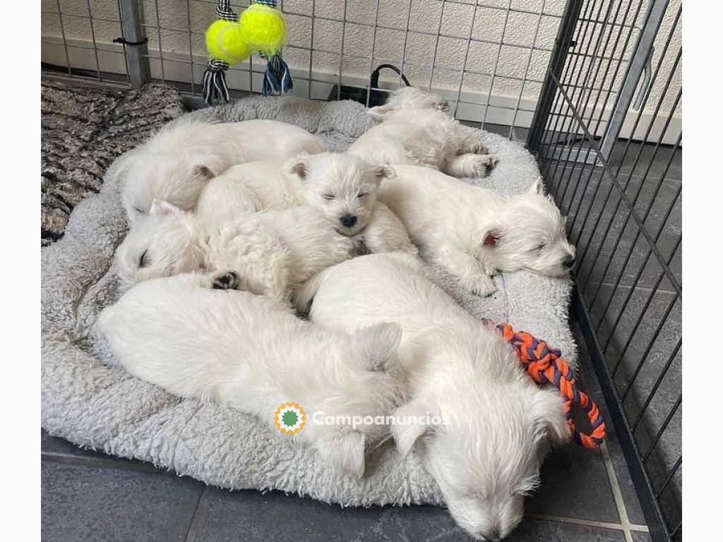 COMPRAR puppies en Toledo