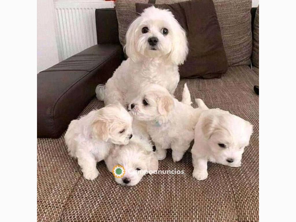 c/Preciosos cachorros lulu bichon maltes en Ourense