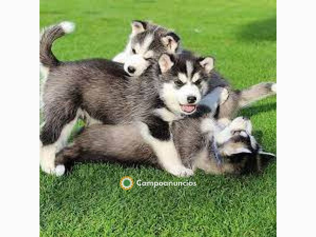 Disponemos de cachorros Husky  machos y  en Barcelona