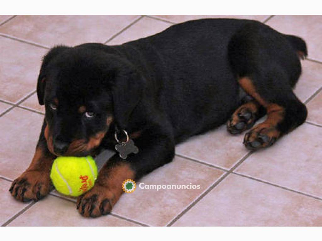 disposición cachorros rottweiler en Tenerife