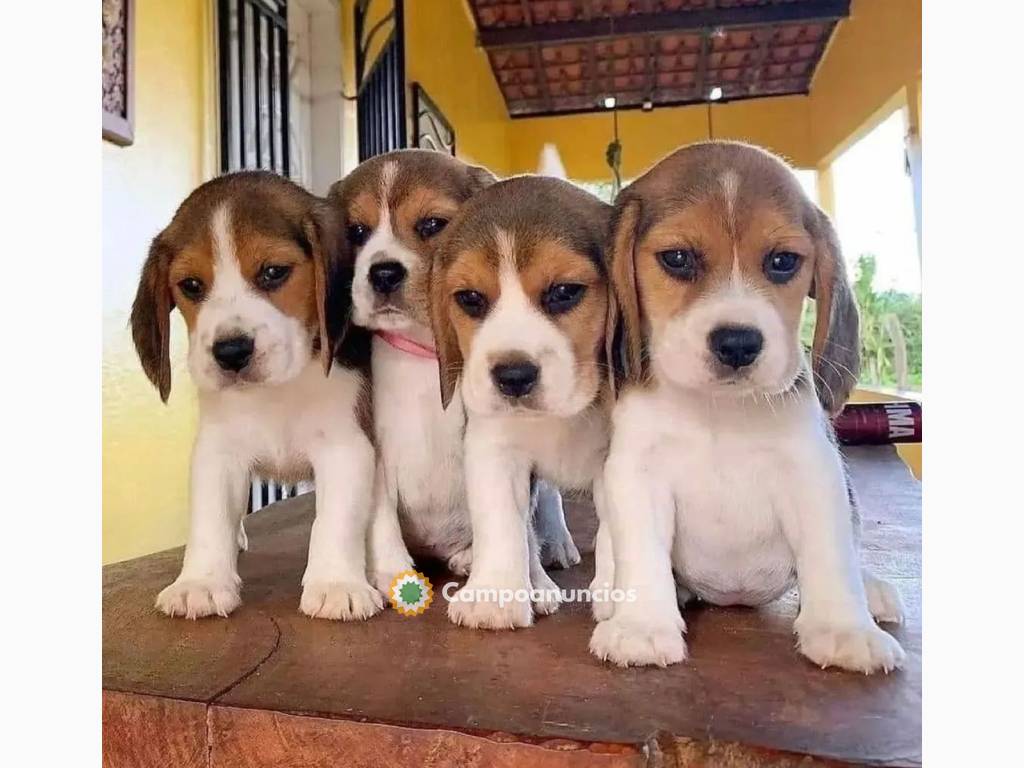 Dos adorables cachorros Beagle disponibl en Toledo