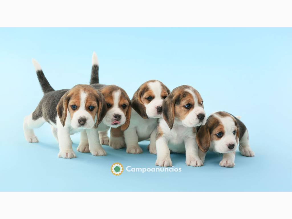 Dos adorables cachorros Beagle disponibl en Ourense