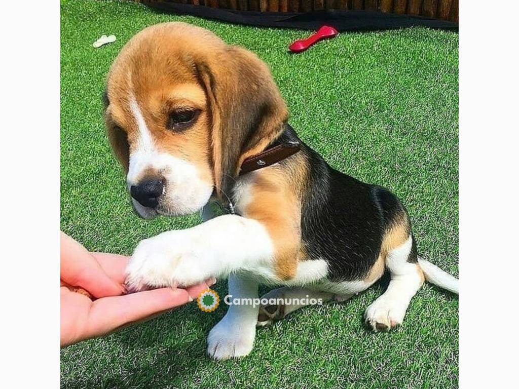 dos mini cachorros beagle para adopcion  en Huesca