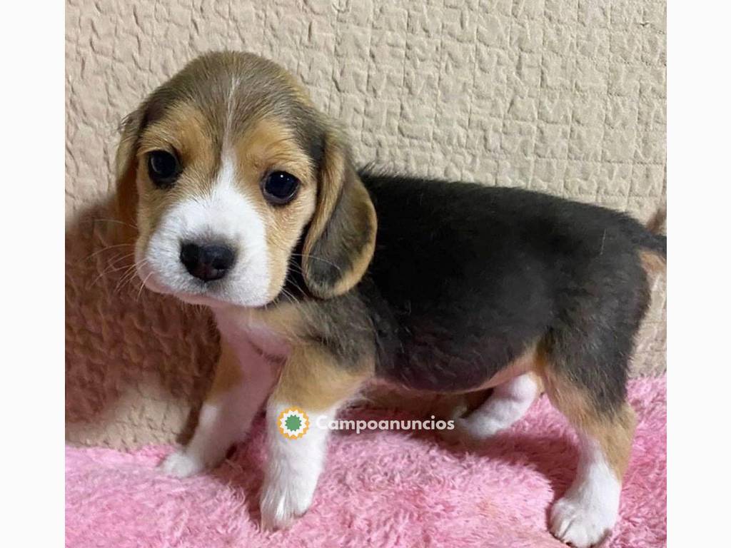 dos mini cachorros beagle para adopcion en Toledo