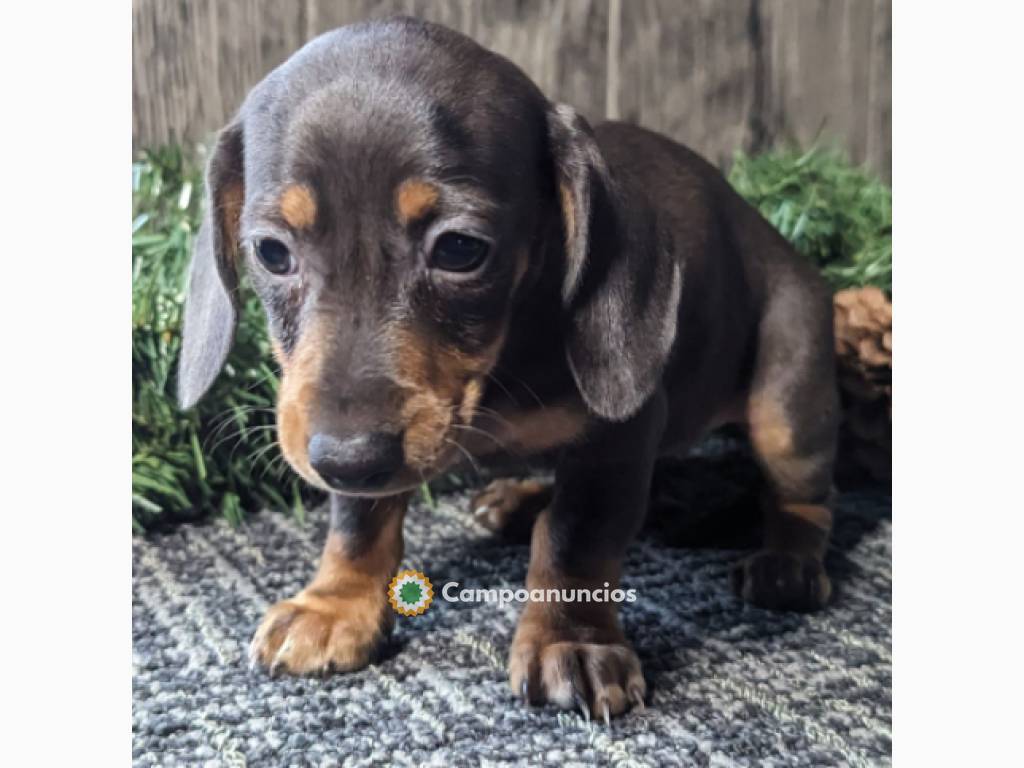 Dulces cachorros de Salchicha disponible en Toledo