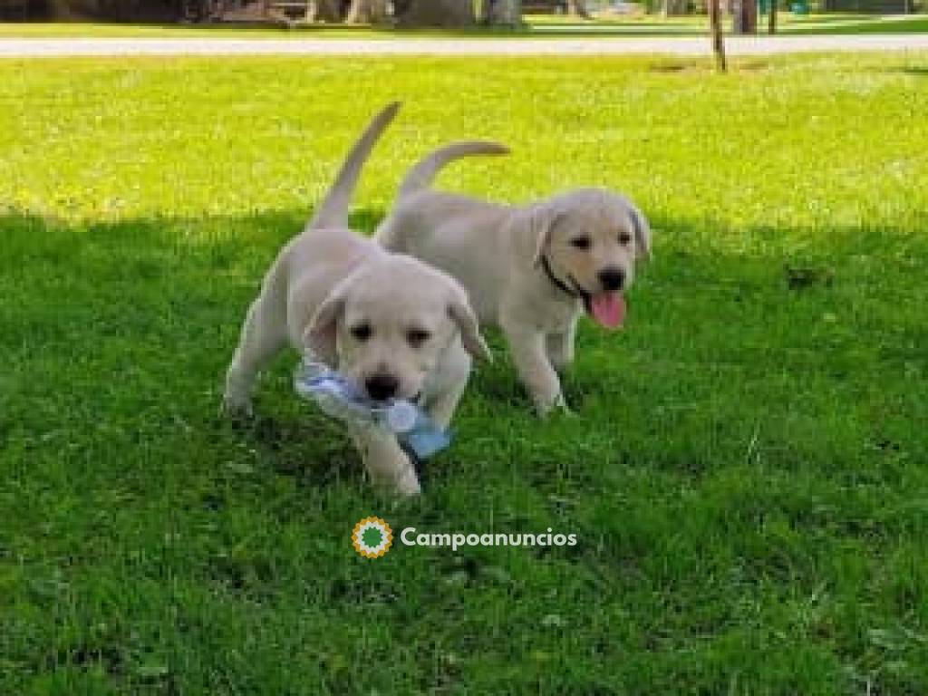 El labrador retriever es sociable en Ourense