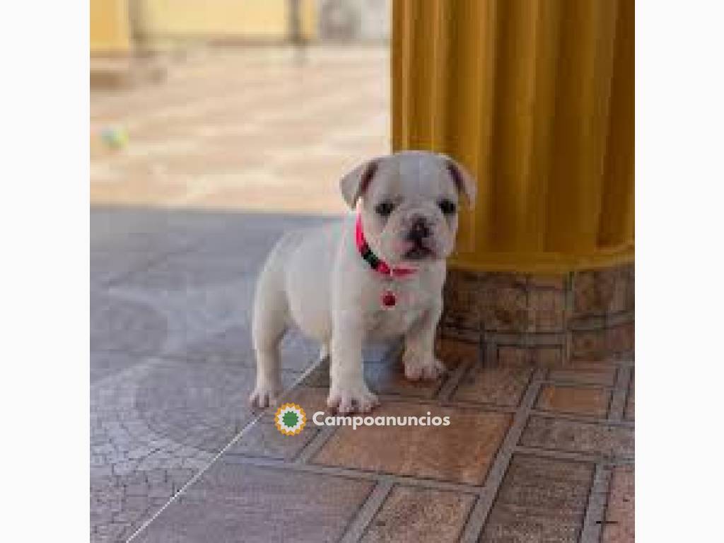 El mejor bulldog francés para ti en Vizcaya