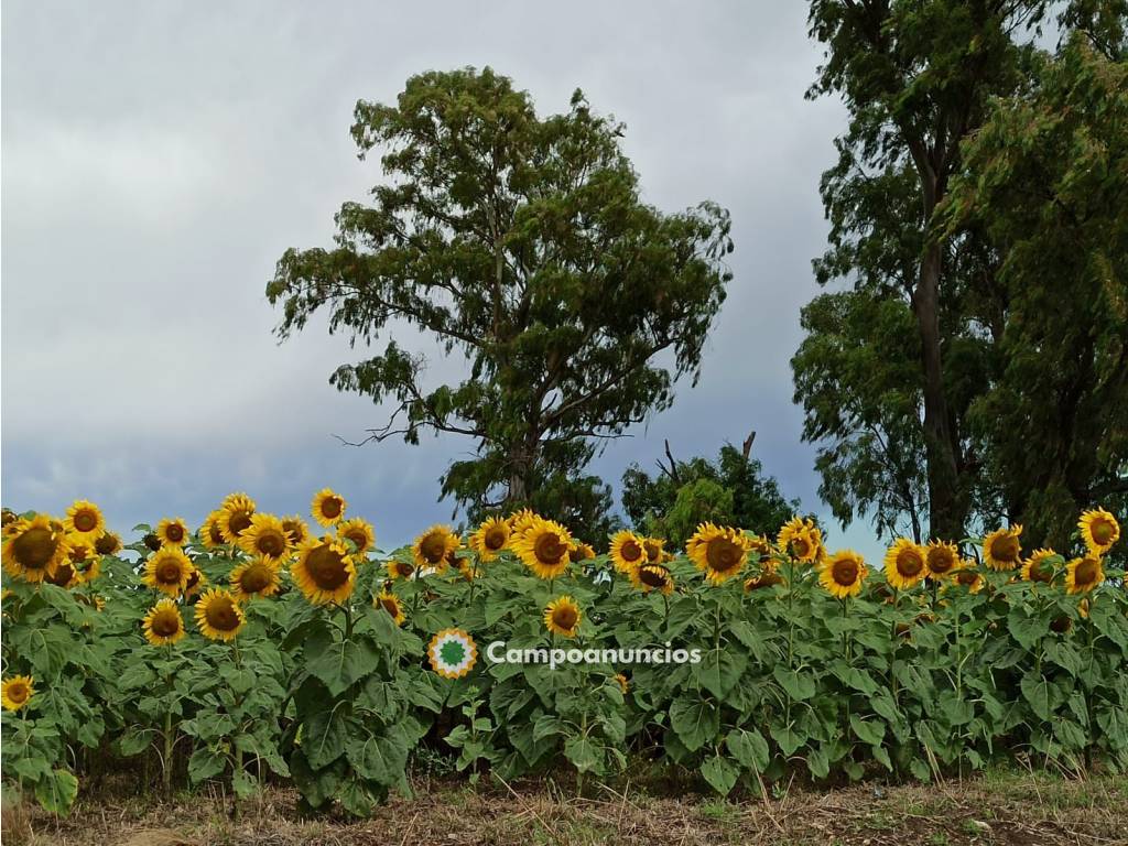 En Argentina 1.740 has Agro Ganaderas en Málaga