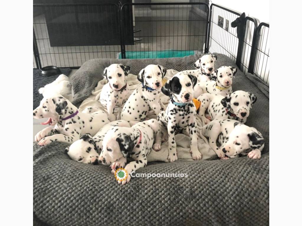 Encantadores cachorros dálmatas  en Toledo