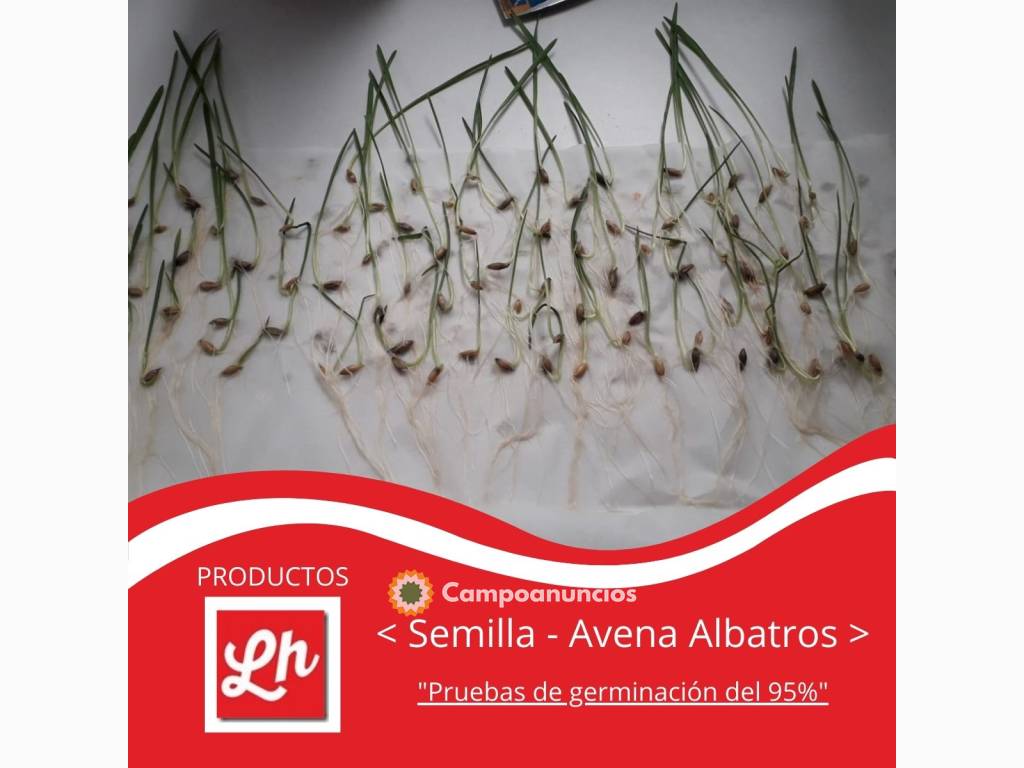 Estudio de germinación de semilla de ave en Albacete