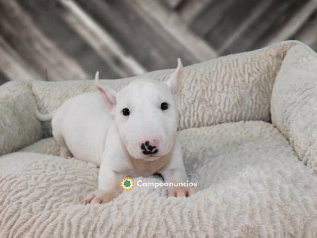 EXCELENTE CAMADA DE BULL TERRIER  en Tenerife