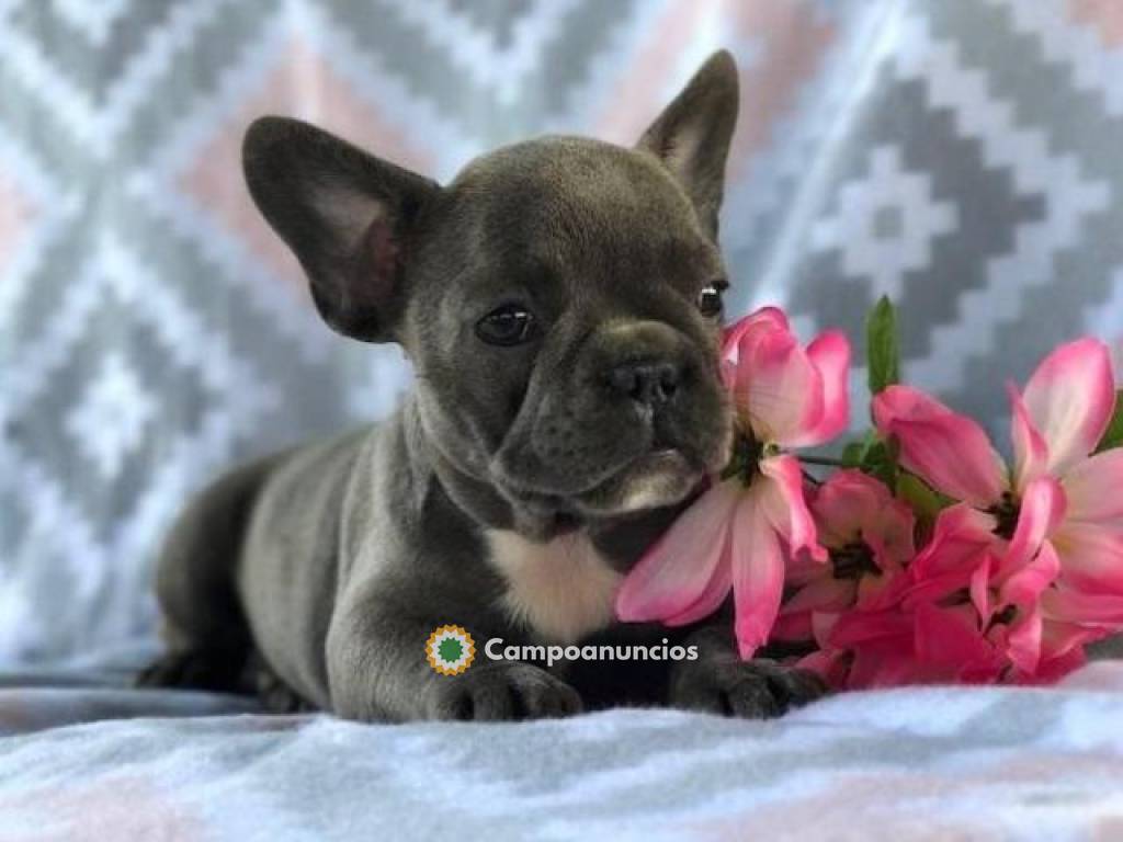 EXCELENTE CAMADA DE BULL TERRIER BULLDOG en Tenerife