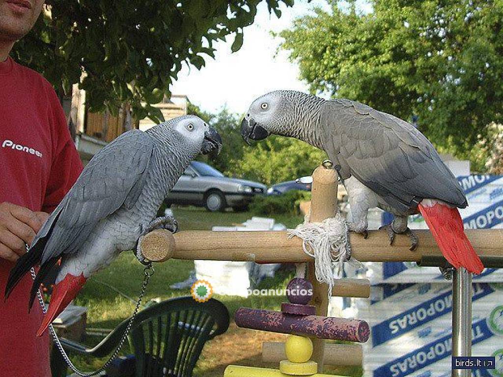 Excelente y hermoso loros Yaco en Huesca