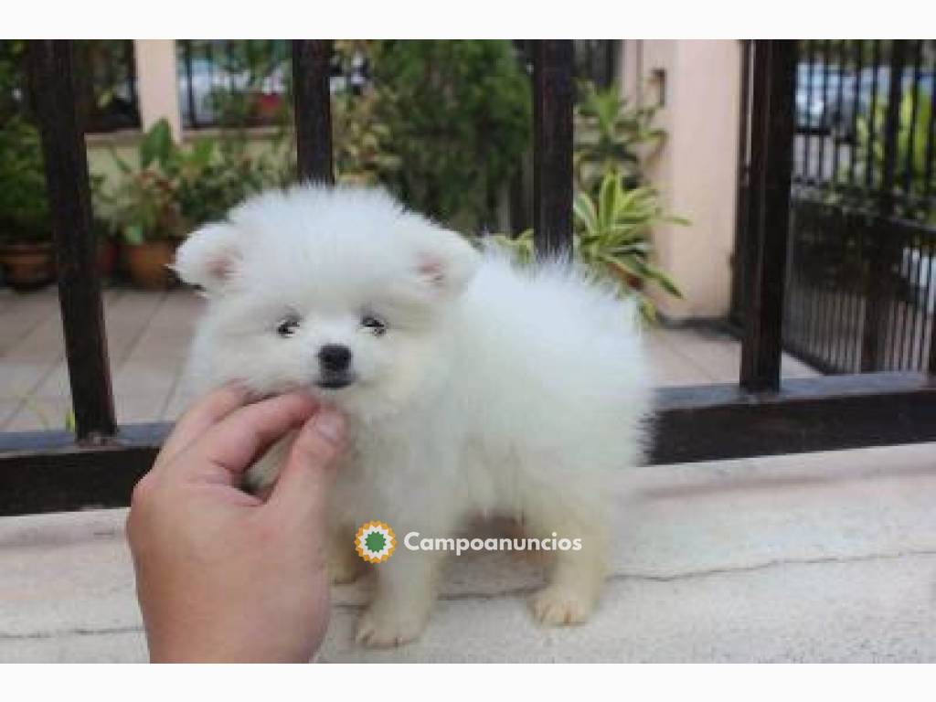 Excelentes cachorros pomerania en Huesca