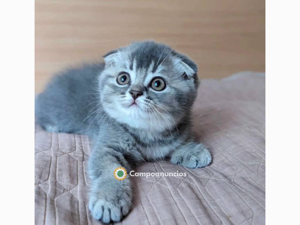 fantásticos gatitos scottish fold para a en Ourense