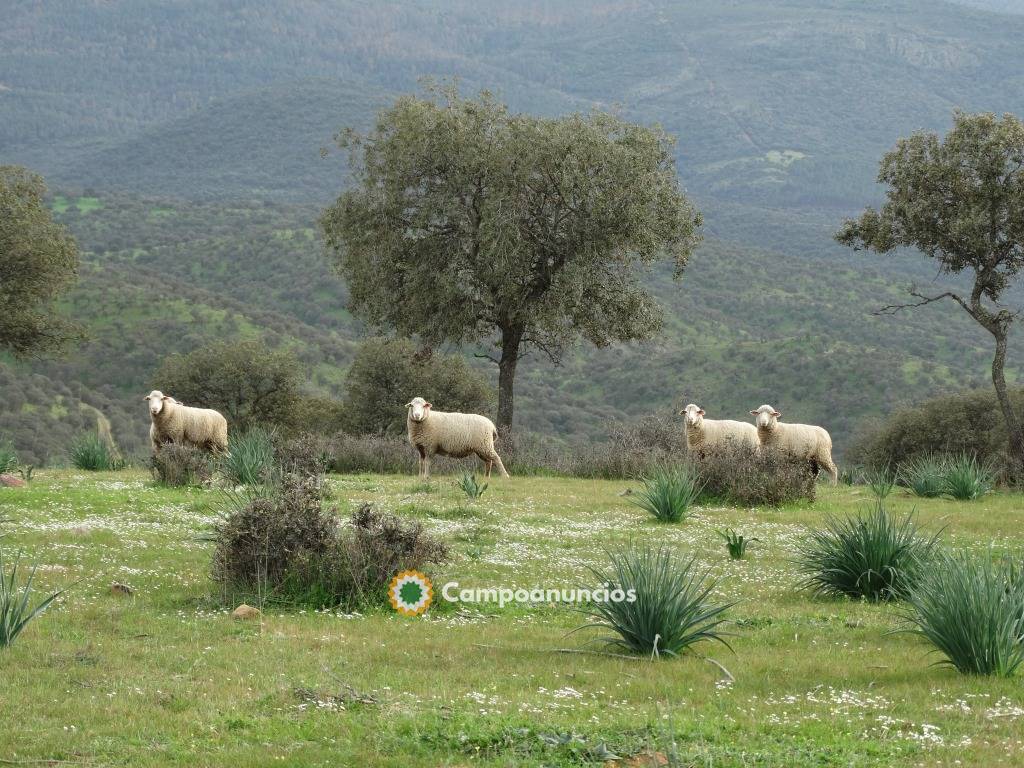 FINCA de CAZA y GANADERA en CIUDAD REAL en Ciudad Real