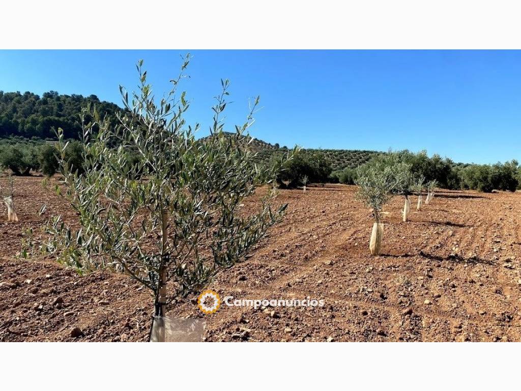 FINCA DE GARROTES CERCA DE ALCAUDETE en Jaén