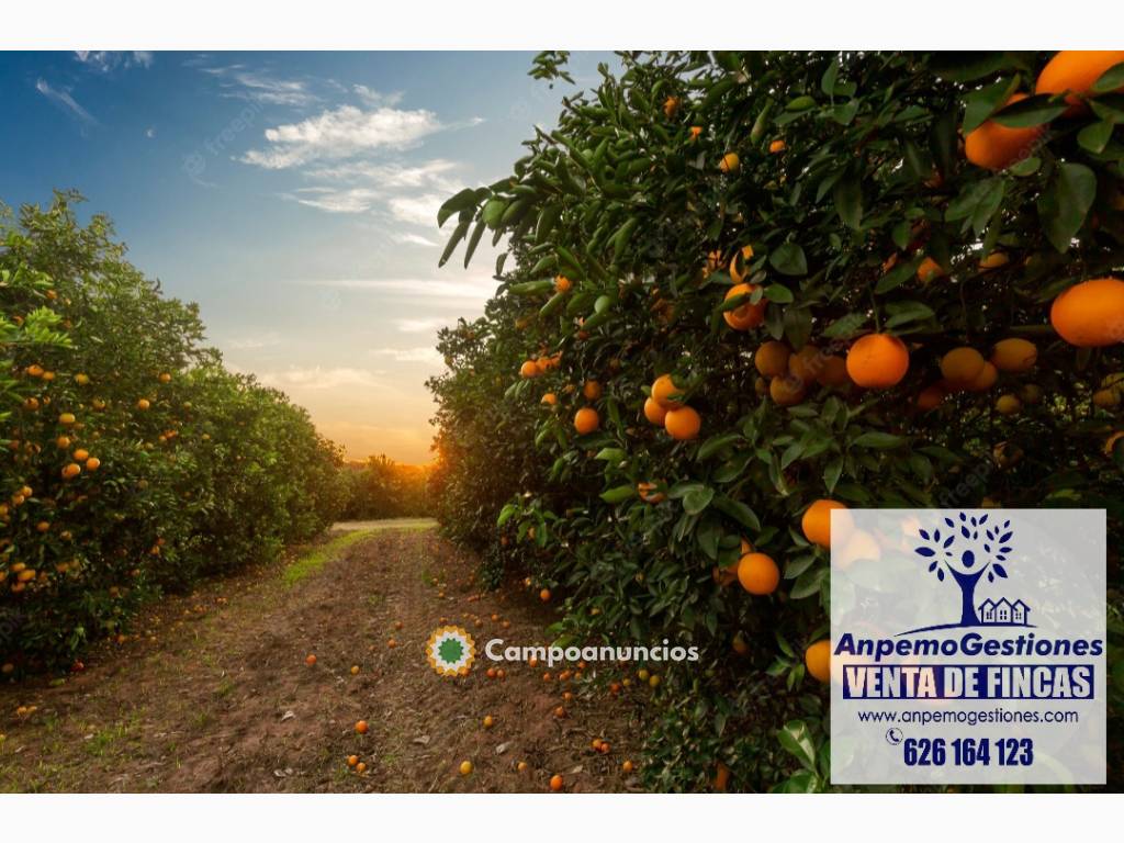 Finca de naranjos 37 hectáreas  en Córdoba