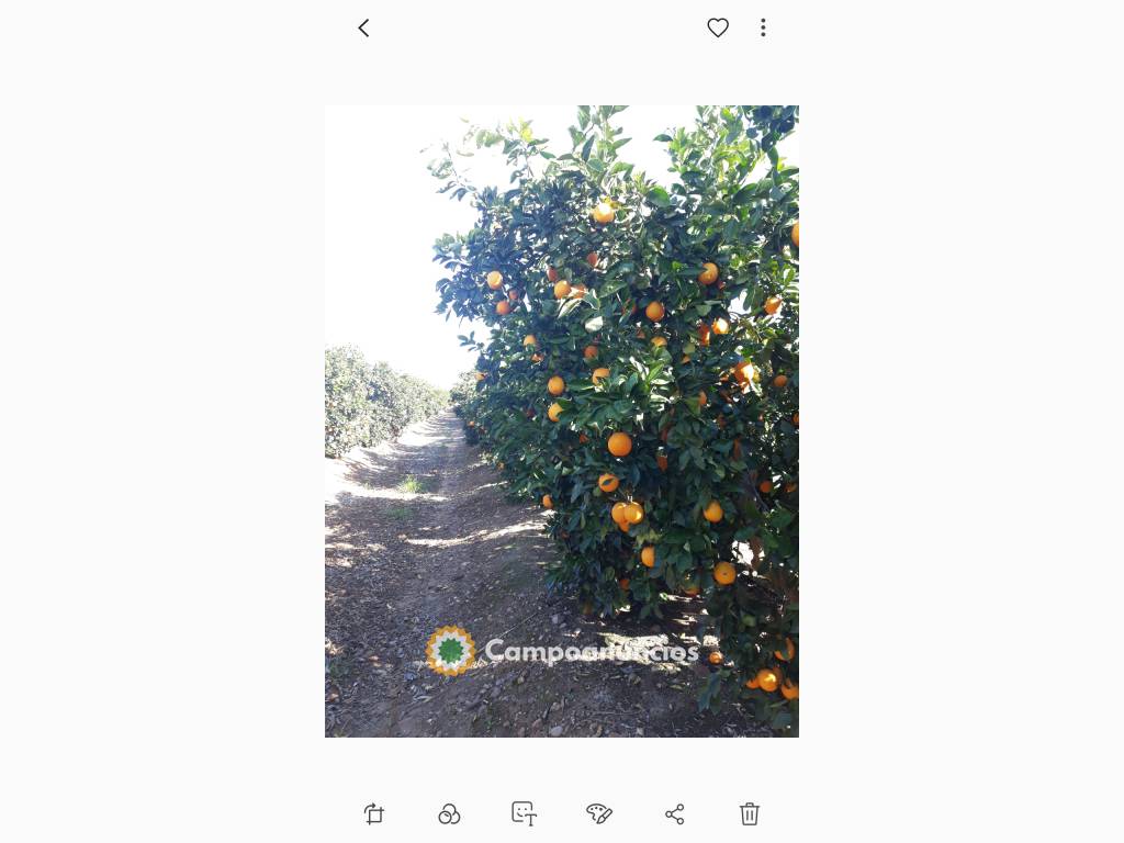 Finca de Naranjos  en Sevilla
