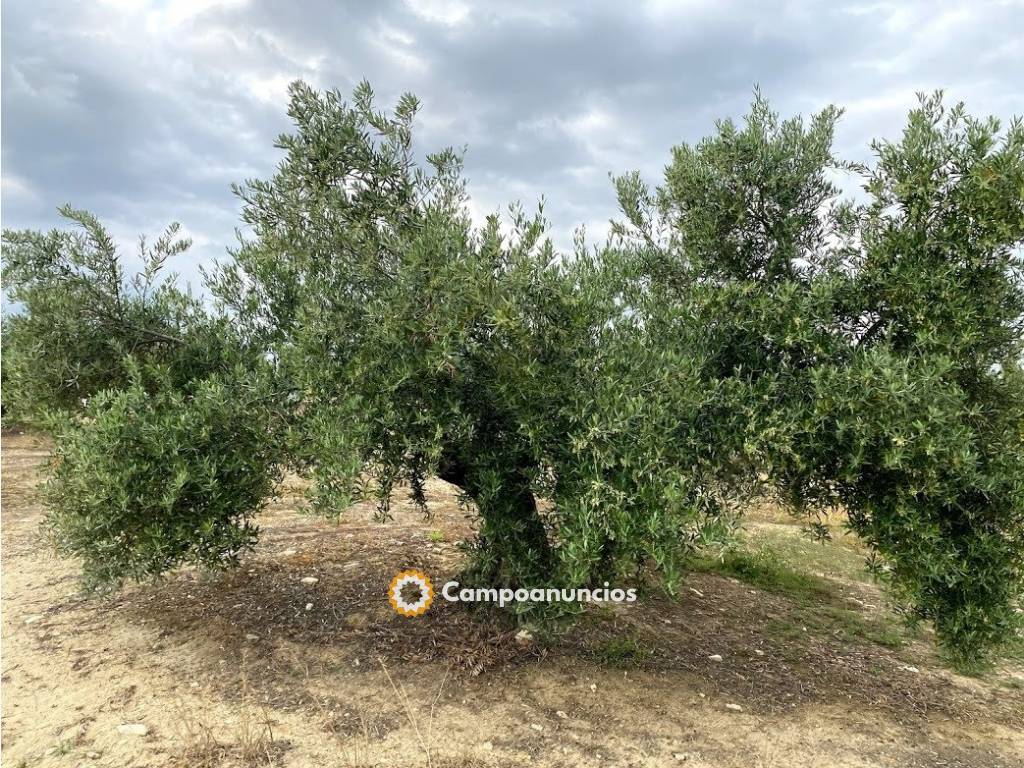 FINCA DE OLIVAR en Jaén