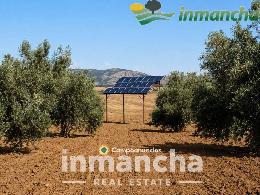 finca en venta 28 has. Olivar riego 