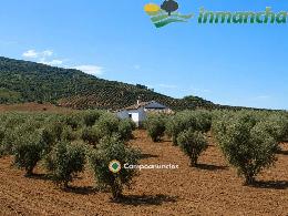 finca en venta 28 has. Olivar riego 