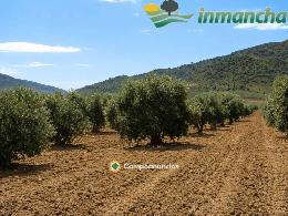 finca en venta 28 has. Olivar riego 