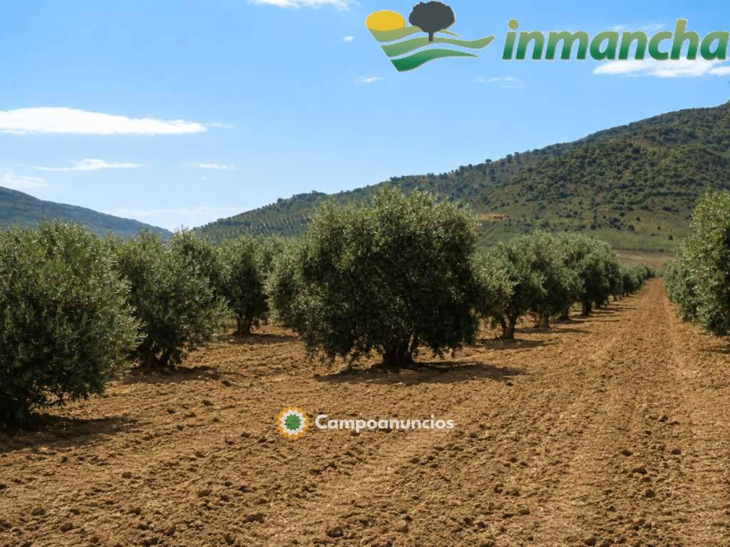 finca en venta 28 has. Olivar riego  en Albacete