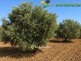 finca en venta 28 has. Olivar riego 